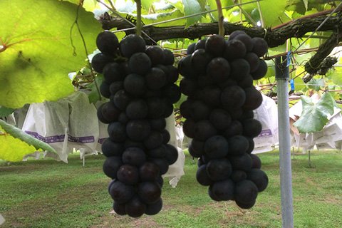 8月下旬から食べ頃を迎えるスチューベン