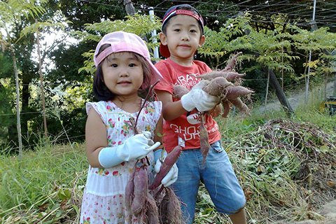 8月からは芋掘りイベントなども実施予定